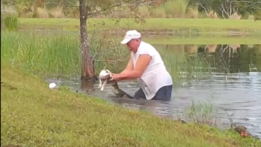 VIDEO VIRAL: en un heroico acto, un hombre logró rescatar a su perrito de ser devorado por un caimán