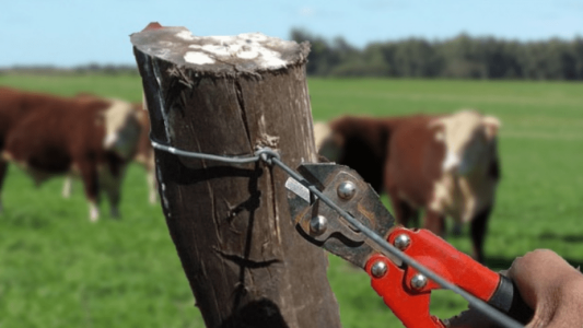 Detuvieron a un ex diputado del Frente Progresista por el robo de 2000 cabezas de ganado