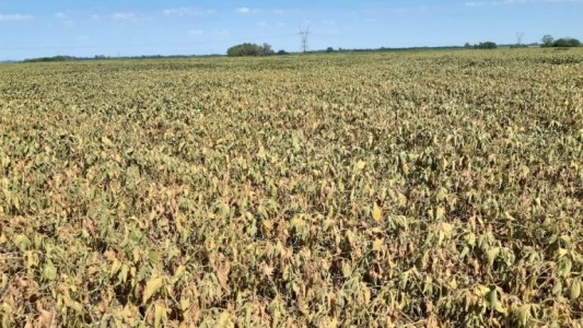 La producción de soja será menor a la esperada debido a la sequía