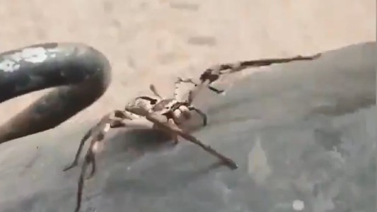 El escalofriante momento en que una araña venenosa ataca a un hombre