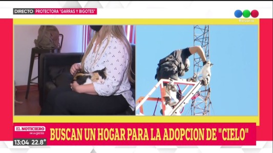 Buscan un hogar para la Gatita que estuvo atrapada en lo alto de una antena