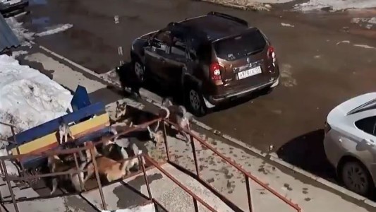 El gato que enfrentó siete perros y salió ileso