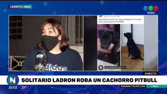 Un joven que frecuentaba el barrio se llevó un cachorro de Pitbull de una casa
