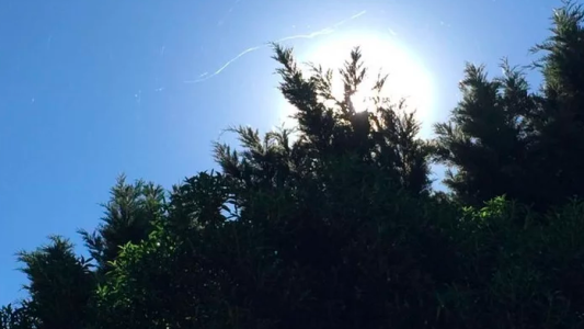Video: la impresionante "lluvia" de arañas que sorprendió a Mar del Plata