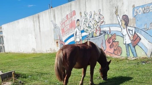 Rescataron a un caballo que había sido utilizado en un asesinato