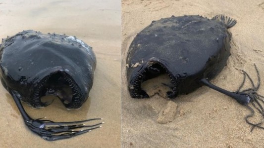 Paseaba por la playa y encontró una rara critatura marina