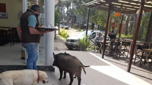 Gervasio, el jabalí que pasea por las calles de Mar Azul