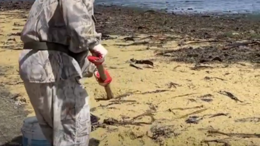 Juntaron toneladas de caviar en pala para aprovechar sus beneficios fertilizantes