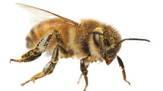 Video: el momento en que dos abejas logran abrir una botella de gaseosa