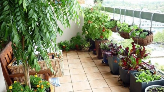 La Plata: Más de 100 centros comunitarios y hogares desarrollan huertas familiares para reforzar la "alimentación saludable"