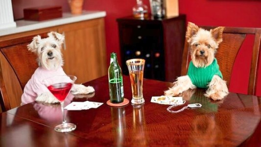 Día del Perro: de las cavernas a irse de vacaciones y comer con delantal