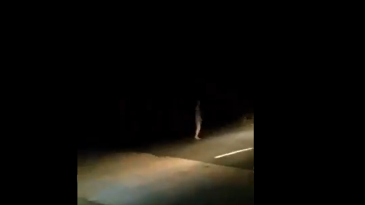 Video: terror por una extraña criatura que apareció caminando por la ruta