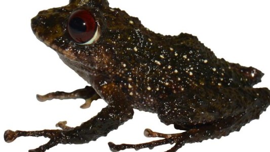 "Led Zepellin": la nueva especie de ranas de ojos rojos descubierta en Ecuador
