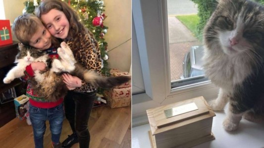 Lloraron la muerte de su gato y lo cremaron: al mes siguiente apareció vivo