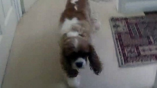 Reportó la desaparición de su perro, se movilizaron vecinos y policías: lo hallaron debajo del sillón de la dueña