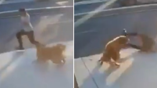 Video: un perro suelto asustó a un peatón y provoca que lo atropelle un camión