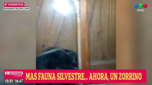 Apareció un zorrino en Fisherton: hacía años que no se veía un ejemplar en esta zona