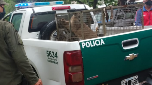 Los Pumas imputaron a más de 800 personas por diferentes delitos rurales