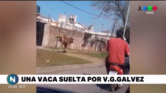 Villa Gobernador Gálvez: una vaca se escapó del frigorífico y cruzó media ciudad
