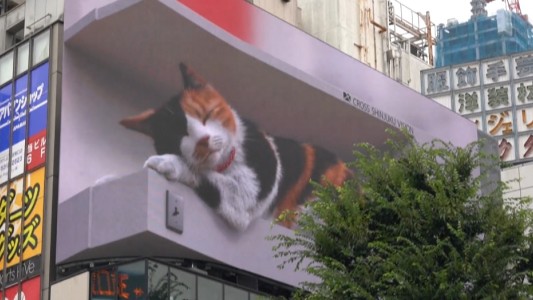 Video: el gato gigante que es sensación en Tokio