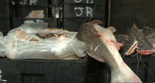 "Pescadazo" en Malvinas Argentinas: Venden a $100 el kilo