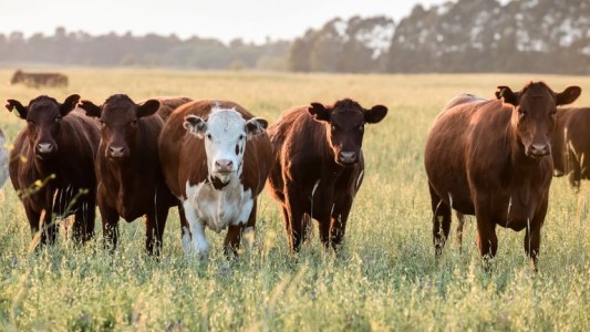 Hay casi un millón de cabezas de ganado menos y puede impactar en el precio