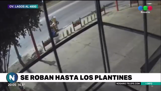 Robaron los pinitos de la vereda de un bar ubicado frente a la Jefatura de Policía