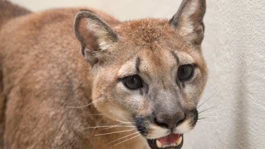 Rescatan a un puma salvaje de un apartamento en Nueva York