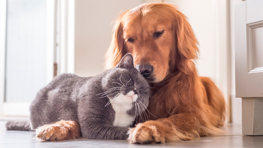 Mantener una mascota tiene un costo de $ 10638 en el perro y casi $ 5000 para el gato