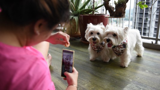 Dogfluencers: en Singapur, los perros también son estrellas de las redes