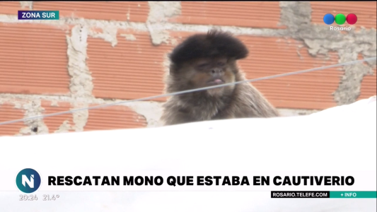 Rescataron a un mono, y aves silvestres encerradas en jaulas