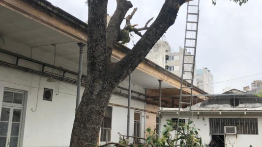 Denuncian que están sacando un árbol de 200 del Hospital Provincial