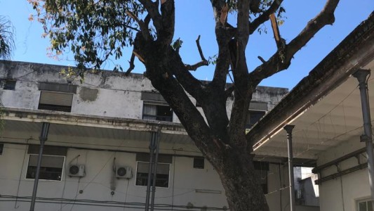 Médicos repudiaron la tala de un árbol centenario del Hospital Provincial