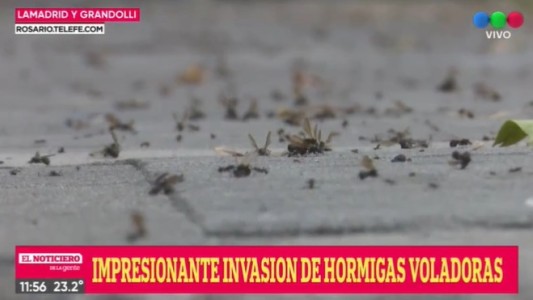 Invasión de hormigas voladoras