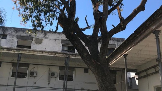 Prohibido tocar: ordenaron no extraer histórico árbol del Hospital Provincial