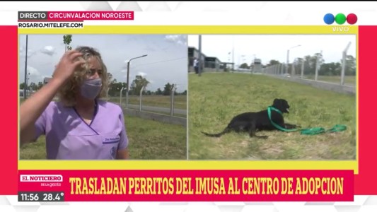 Comenzó el traslado de los perros del IMUSA al Centro de Adopción Municipal