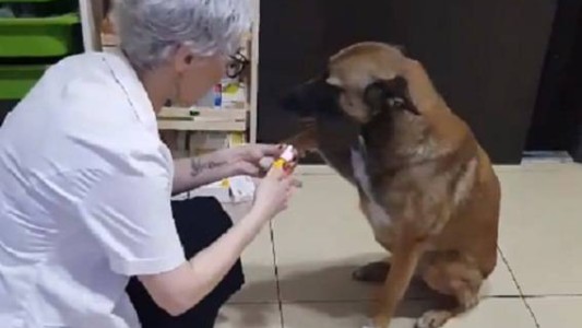 Comprueban en perros y gatos el aumento de la resistencia de bacterias a los antibióticos