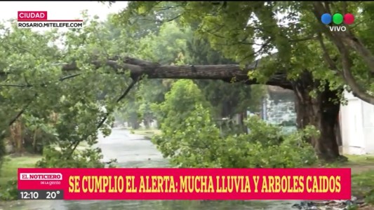 Efectos de la tormenta: más de 50 mm de agua, vientos fuertes y árboles caídos