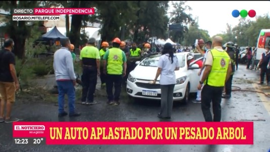 Un auto venía circulando y se le cayó un pino arriba