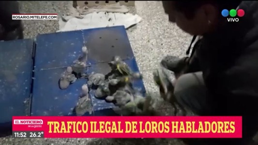 Tráfico ilegal de aves: rescataron más de 150 loros habladores
