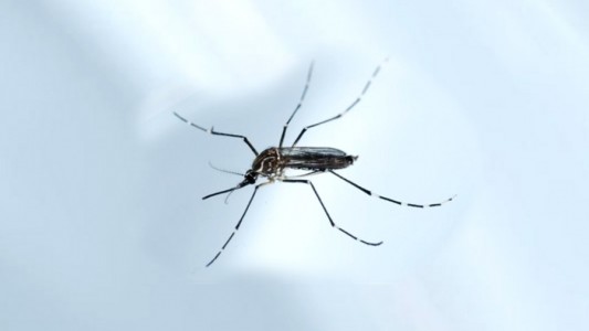 Descubrieron que un pH vaginal bajo promovería la transmisión del zika de hombre a mujer