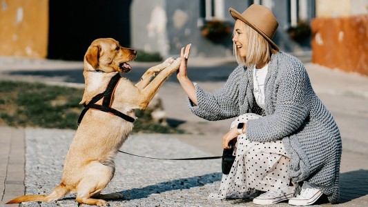 Se va de viaje en moto y lleva cinco perros. ¿Cómo hace?