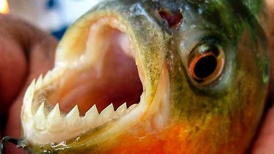 Ataque de palometas: le arrancaron el dedo a un hombre