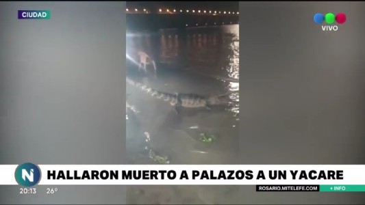 Miedo y sorpresa por la aparición de un yacaré en la costa
