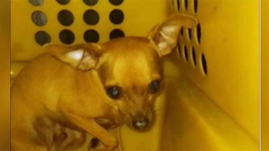 Camboribú: un argentino dejó a su perro encerrado cuatro horas en la camioneta: quedó detenido