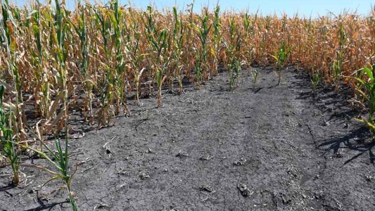 Santa Fe amplió el decreto de emergencia agropecuaria: Incorporó a producciones frutihotícolas