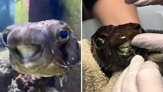 Dentista para mascotas: Un pez erizo no podía alimentarse por un problema bucal y lo operaron