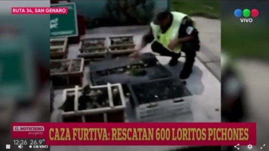 Rescatan casi 600 loros que eran transportados en un camión