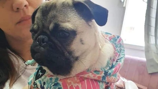 Ofrecen 70 mil pesos de recompensa por la perra robada en Puerto General San Martín