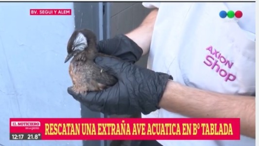 Rescataron a un patito de la isla que apareció en una estación de servicio de La Tablada